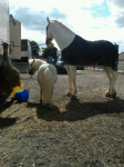 Fir tree equestrian centre Photo