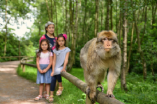 Trentham Monkey Forest  Photo