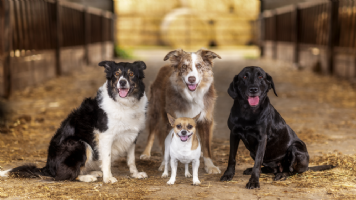 CaDeLac Dog Training and Behaviour Photo