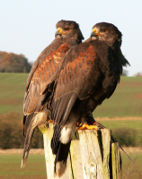 Feathers and Fur Falconry Centre Photo