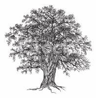 Major Oak Polishing Photo