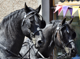 Stromness by Carriage Photo
