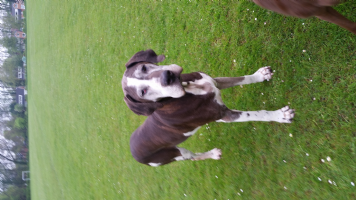 miss dolittle Photo