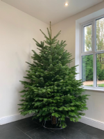 New Farm Christmas Trees Ltd Photo