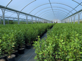 Trevena Cross Nurseries  Photo