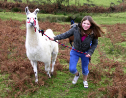 Peak Hill Llamas Photo