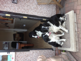 Farndon Cattery and kennels  Photo