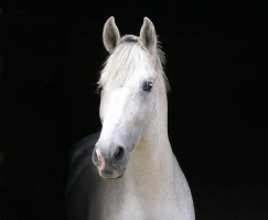 Warmwell Stud / Racing Stables Photo