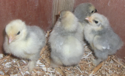 Foster Poultry Photo