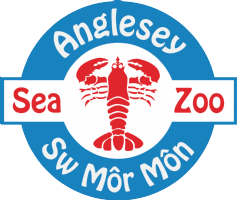 Anglesey Sea Zoo Photo