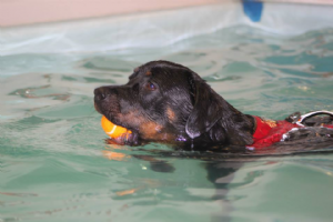 Five Valleys Canine Hydrotherapy Centre Photo