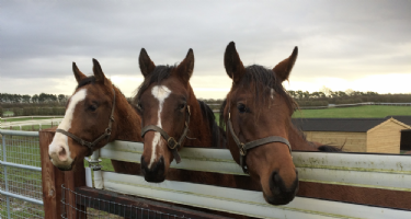 Professional Paddock Care Ltd Photo