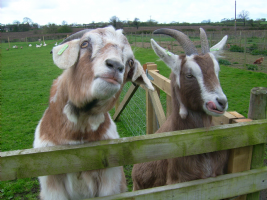 smithy farm campsite Photo