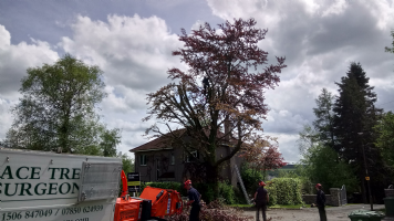 Ace Tree Surgeons Photo