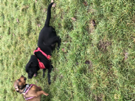 walk your dog Photo