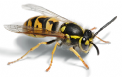 Jaguar Pest Control Ltd Photo