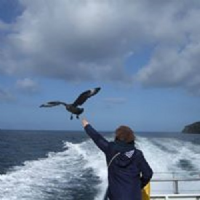 seabirds-and-seals.com Photo