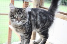 Crayside Boarding Cattery Photo