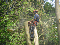 MJC Tree Surgeons Ltd Photo