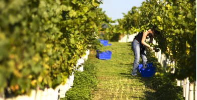 Stopham Vineyard Ltd Photo