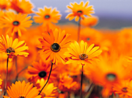 Florist. Louise Jane Warner. Photo