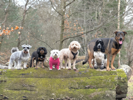 Top Dog Walking Services Photo