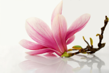 Magnolia House Therapy Photo