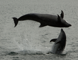 Sealife Adventures Photo