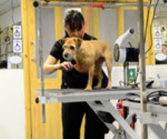 Dog Grooming Courses @ Anrich Photo