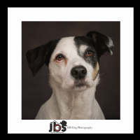 JBS Dog Photography Photo