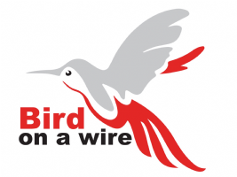 Bird on a wire Photo