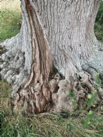 Chartered Arboricultural Consultant - trees, woodlands, hedges & their ecology. Photo