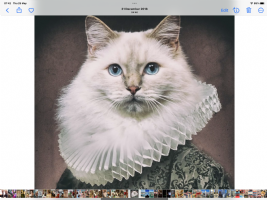 Shakespaw Cat Cafe Photo