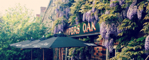 Cowpers oak Photo