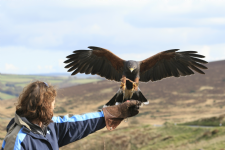 North Devon Hawk Walks Photo