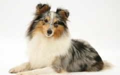 Muddy Paws mobile dog grooming Photo